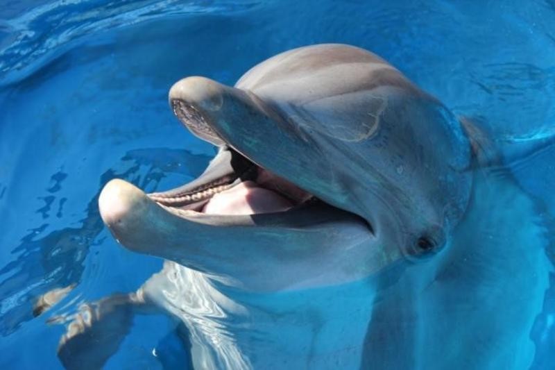 Gulfarium | Visit Pensacola