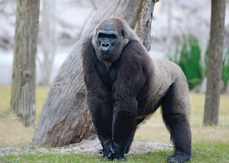 Gulf Breeze Zoo Visit Pensacola