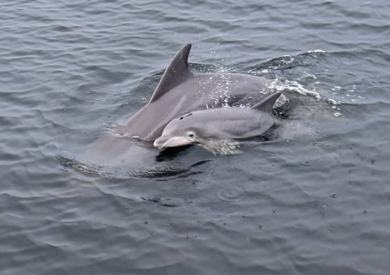 Frisky Boat Tours | Visit Pensacola