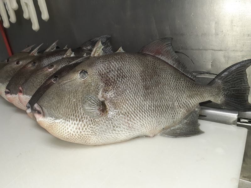 Perdido Bay Seafood Visit Pensacola