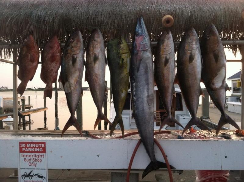 Lively One II Visit Pensacola