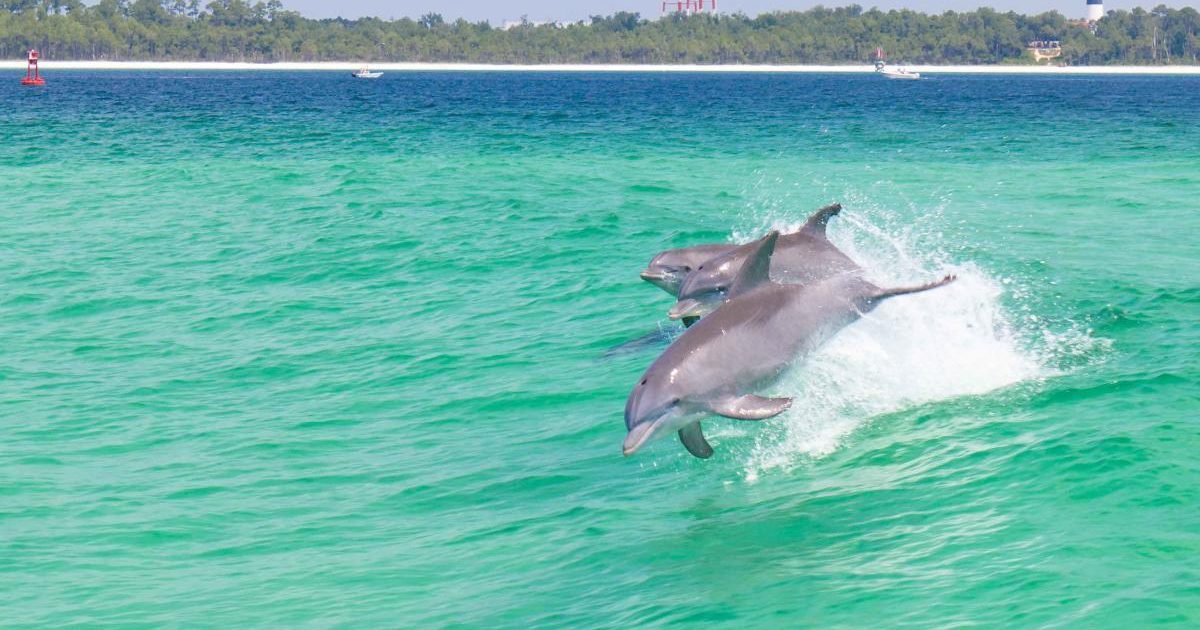 dolphin boat tours pensacola fl
